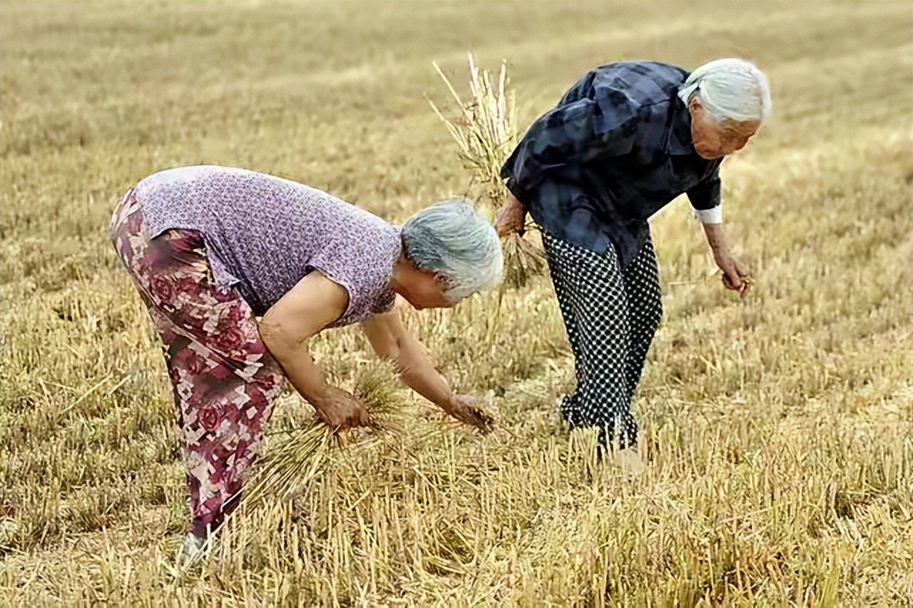 The rural population is aging, and the elderly are still farming?What ...