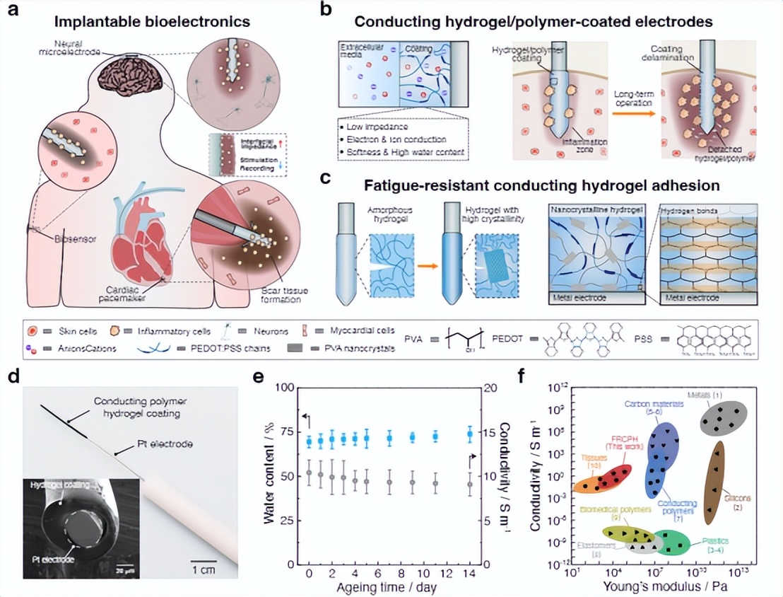 "AM》: Robust, biocompatible and fatigue-resistant conductive hydrogel ...