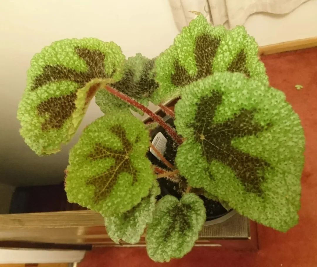 The domineering iron cross begonia that people dare not touch is very