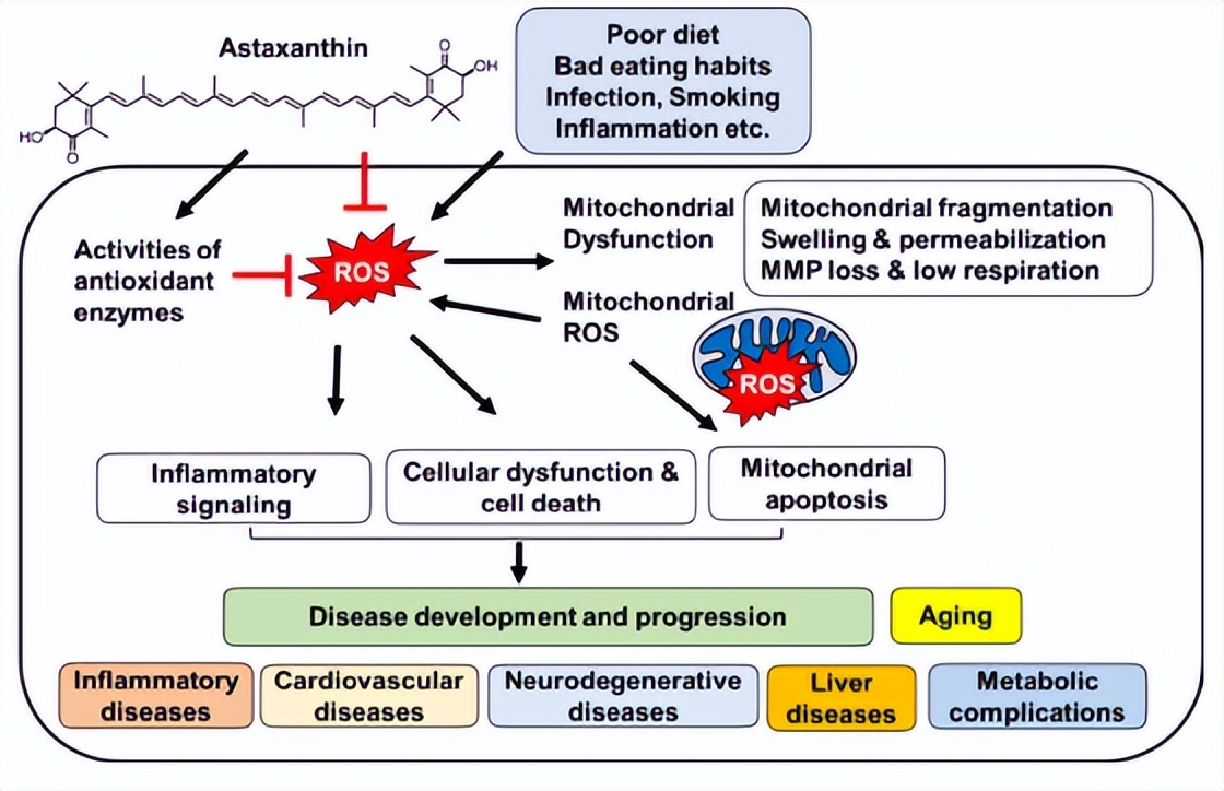 Astaxanthin is an antioxidant, is it stable?Is it high bioavailability