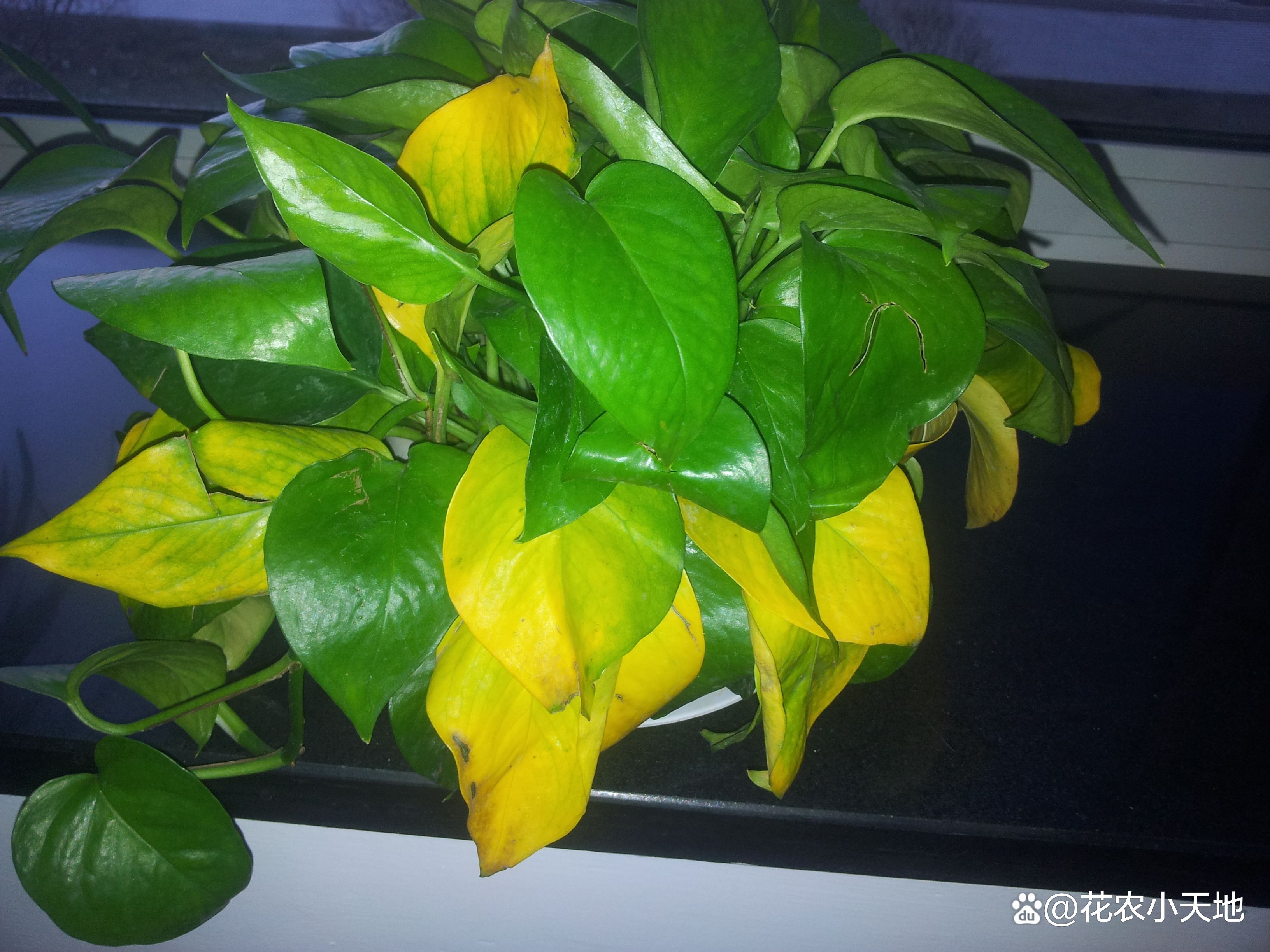 What should I do if the leaves of the radish turn yellow?Observe these