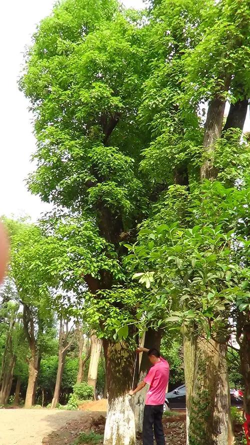 Camphor Tree The Mystery of the Magical Aroma of Plants! iNEWS