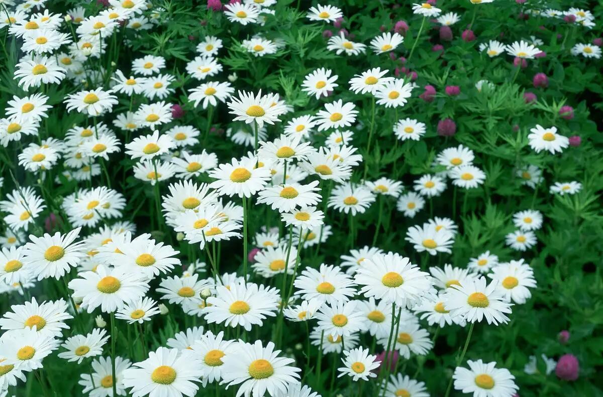 Daisy Margarita how to breed and manage these items easily - iNEWS