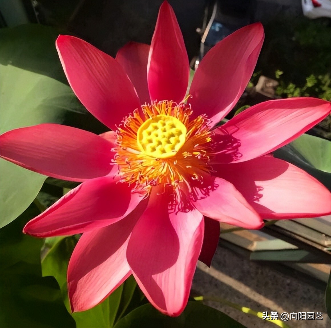 for-planting-bowl-lotus-in-spring-it-is-best-to-use-yellow-mud-loess