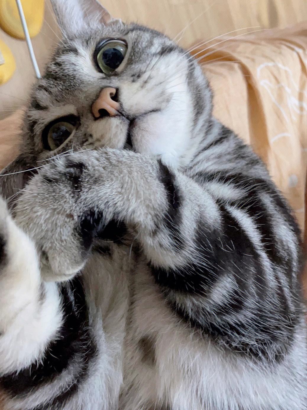 The comparison of cats before and after "neutering", netizen too real