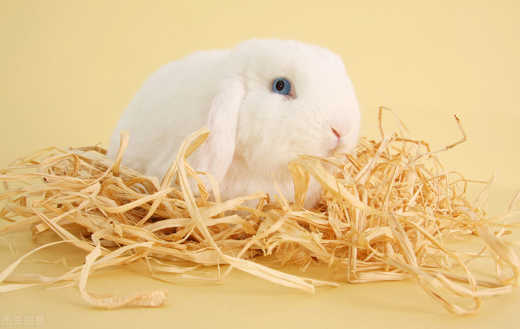 How long does it take for ringworm to heal in rabbits? iMedia