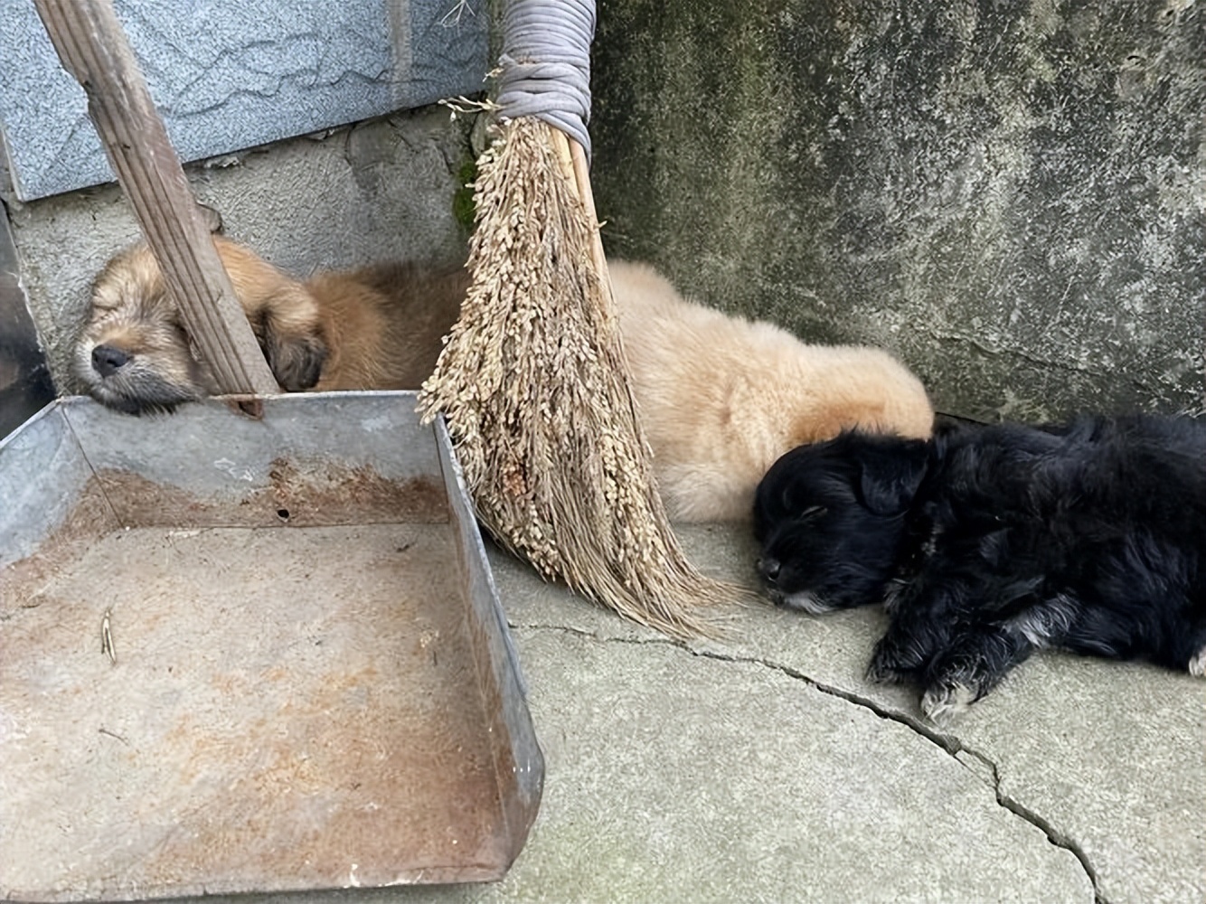 If your dog likes to sleep in these places, it proves that he doesn't