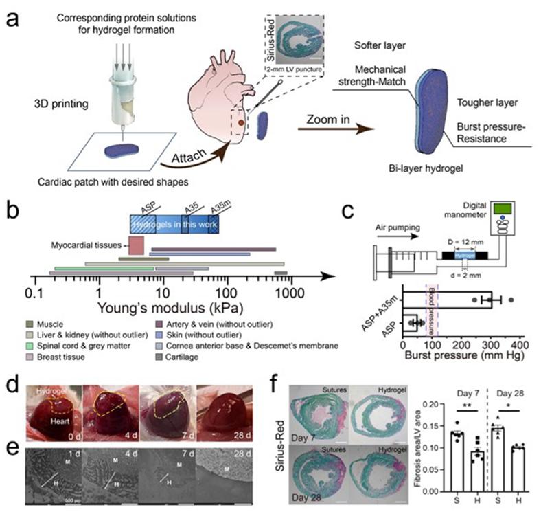 "AM》Shanghai University of Science and Technology Bilayer Hydrogel