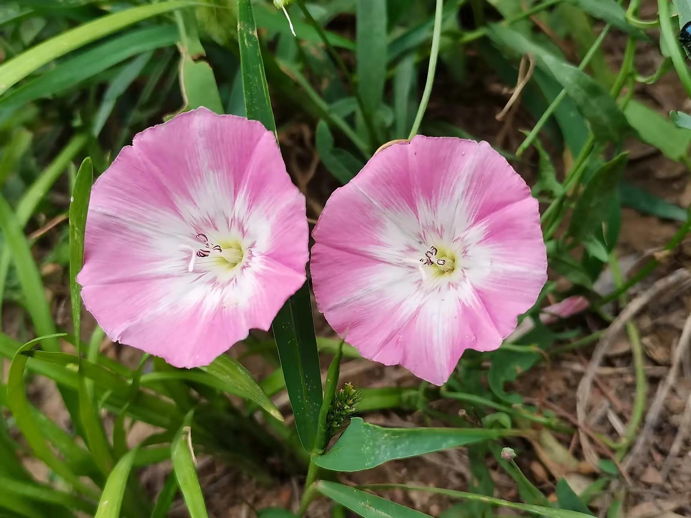 Field bindweed—Chinese bindweed iNEWS