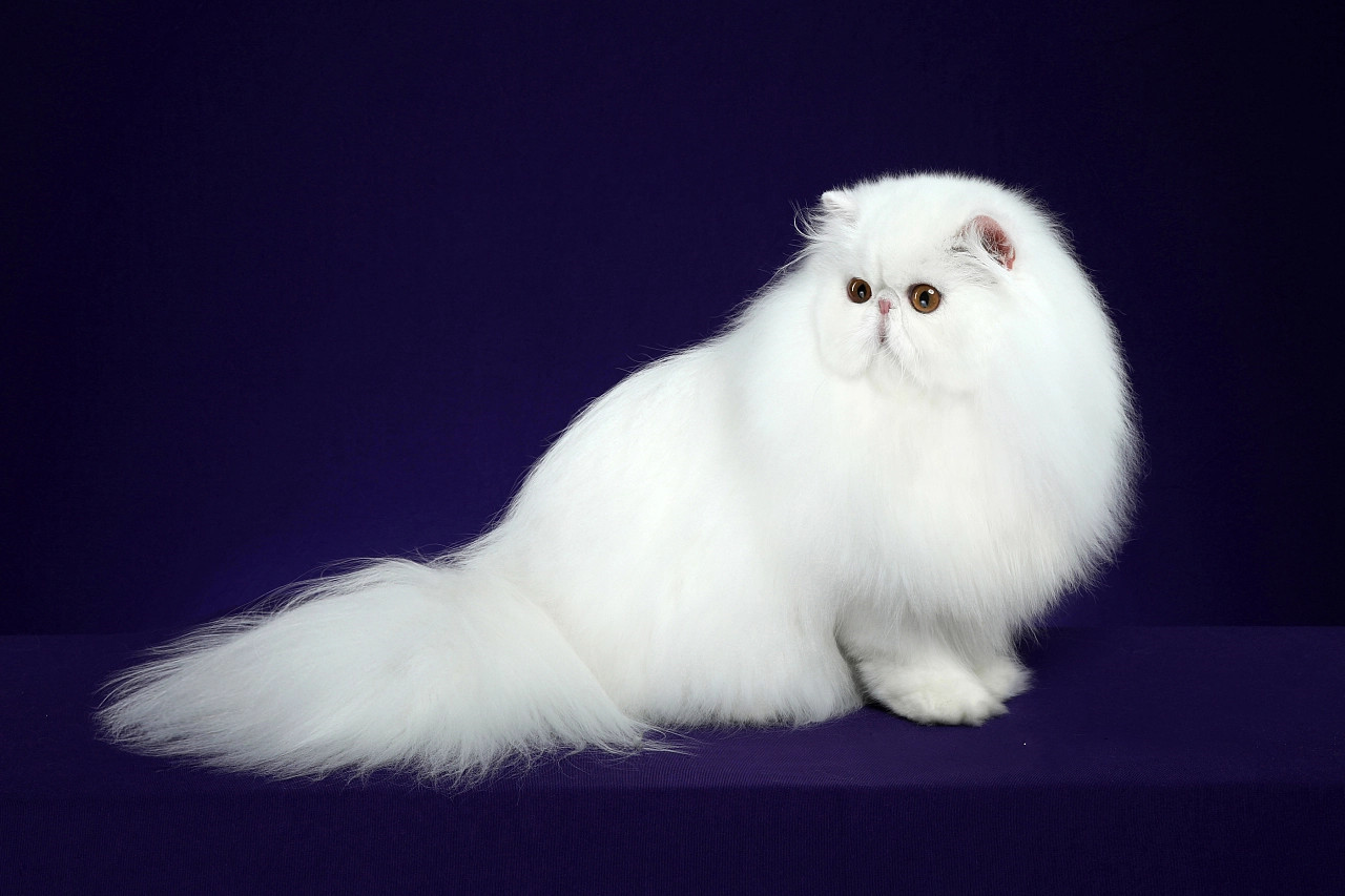 Is it reliable to buy live cats online and how to mail them? iNEWS