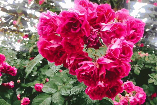 Selected Poems by Cao Wenyou⑨ - iMedia