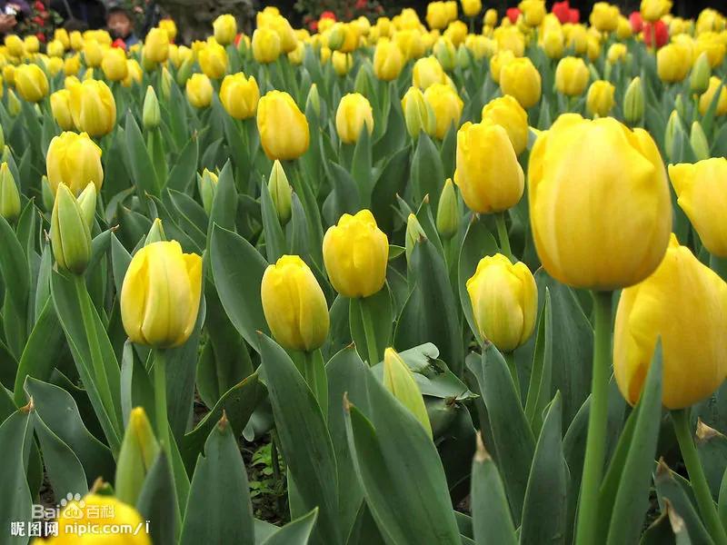 Why did the tulip bubble appear in the Netherlands? In fact, the Dutch economy was in a