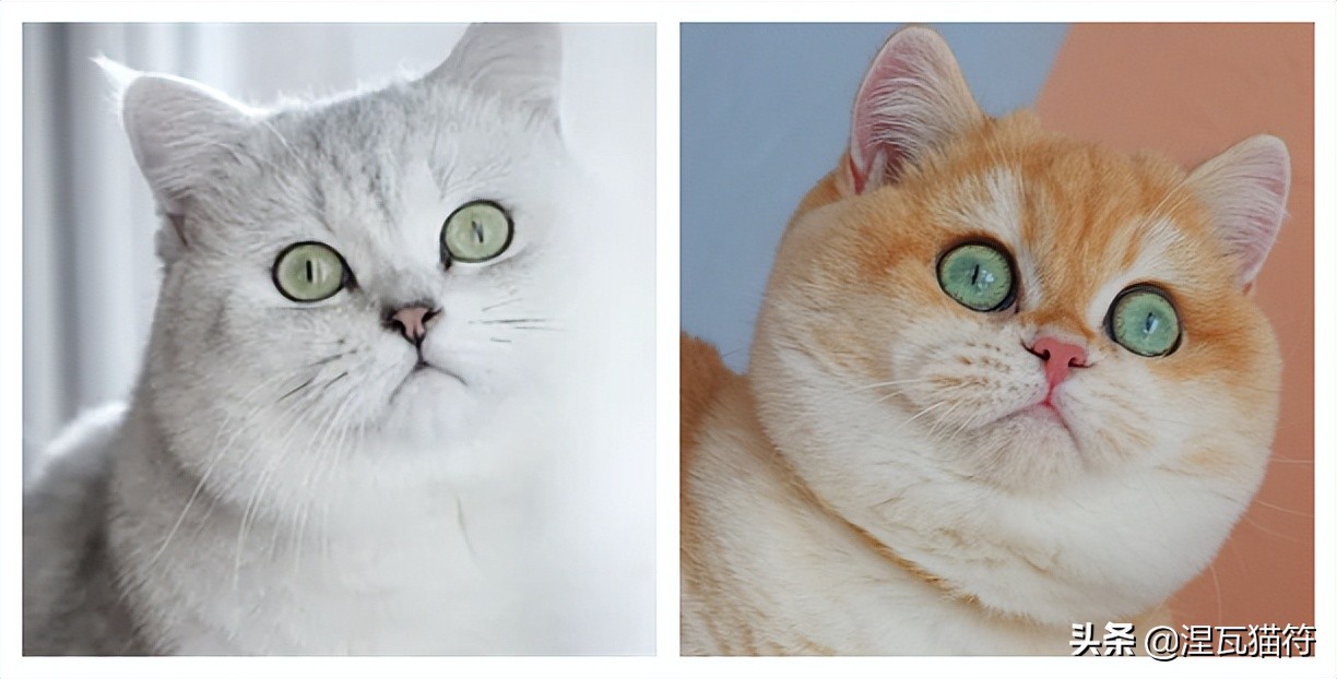 Gold Gradient (Black Gold) iNEWS