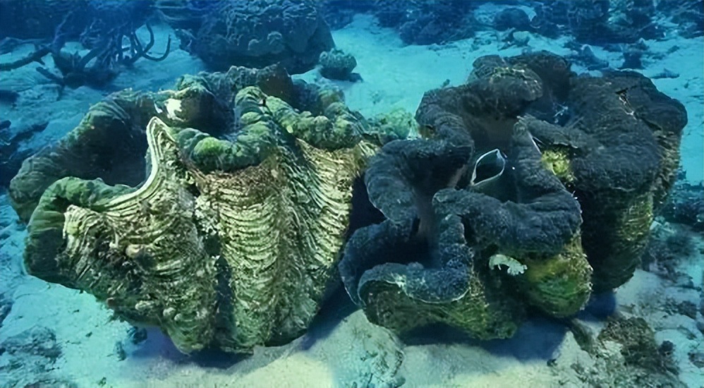 The largest clam in the world, which can carry out photosynthesis, was ...