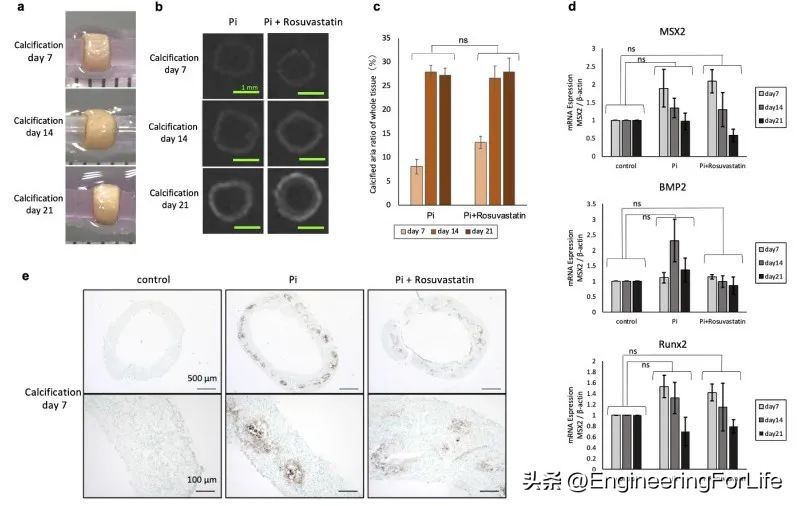 "Biofabrication": 3D printing scaffold-free human vascular ...