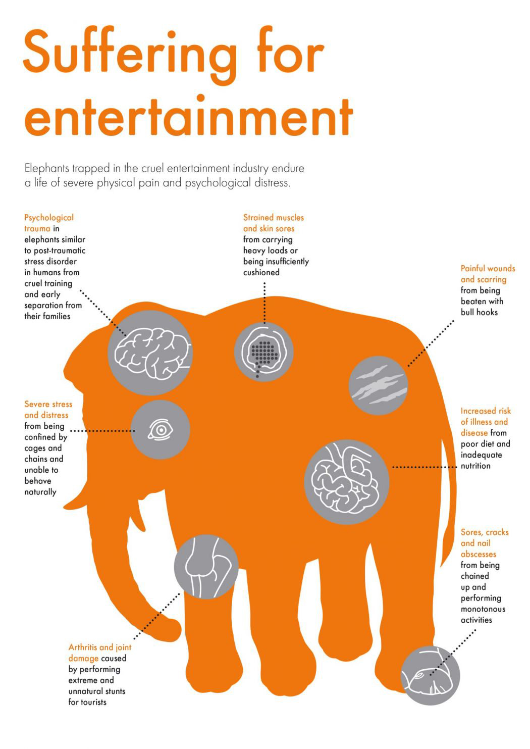 Six rhinos are raped to death every year, and male elephants rape