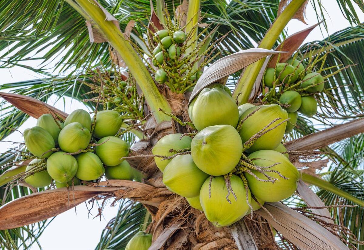 How can I choose fresh coconuts? - iNEWS