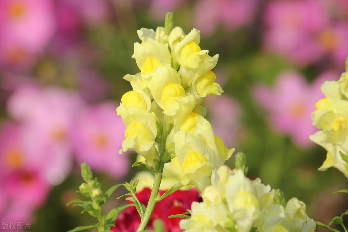 These flowers are easy to grow, bloom quickly, and are suitable for