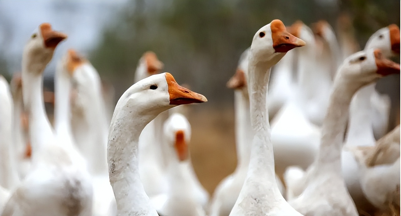 Why are animals afraid of geese?Where there are geese, no snakes?The