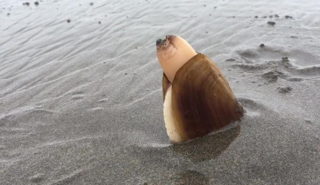 The amazing journey of clams How do they navigate the soil? iMedia