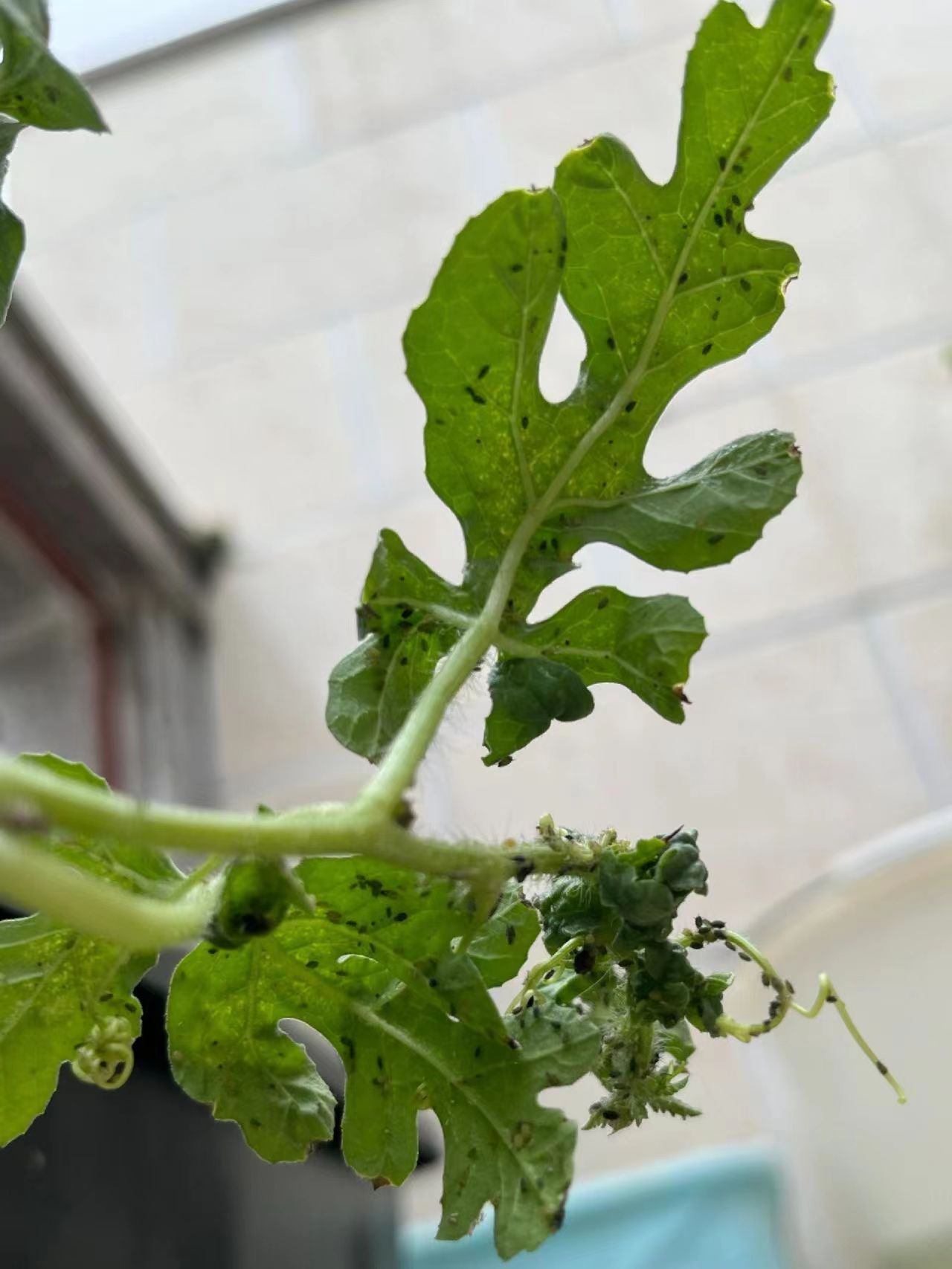The "honeydew" excreted by the melon aphid pollutes the leaf surface
