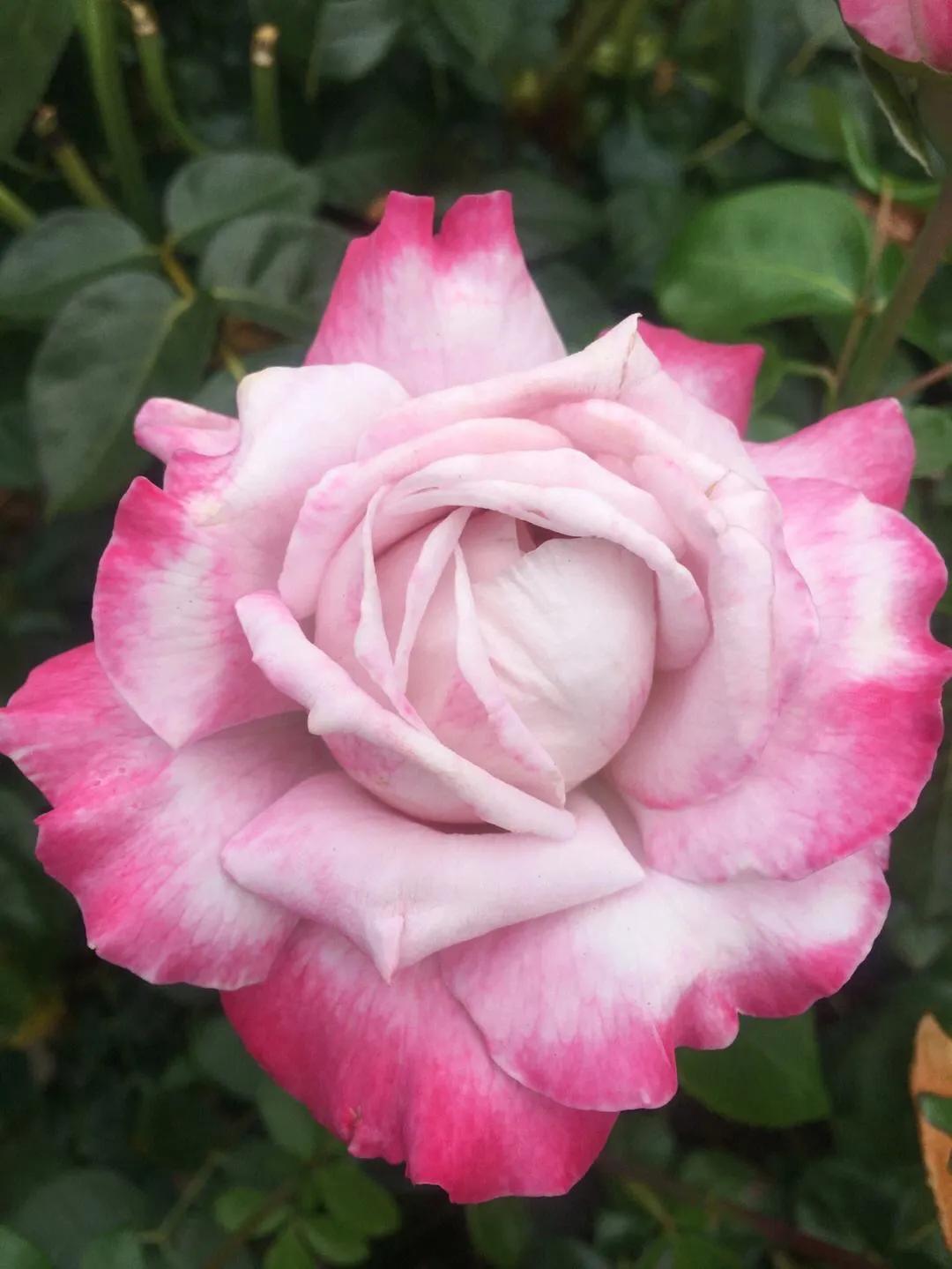 Colorful and endless rose flowers - iNEWS