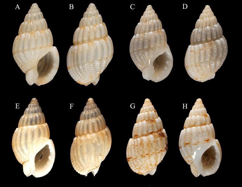 The poison is more than 20 times that of cobras. The woman ate two ...