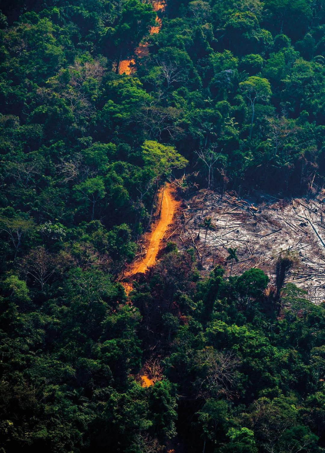Nature When will the Amazon rainforest reach a tipping point? iNEWS