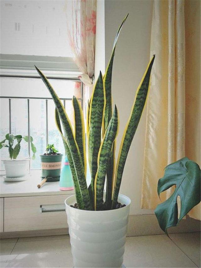 10 kinds of flowers that can "produce oxygen" at night iNEWS