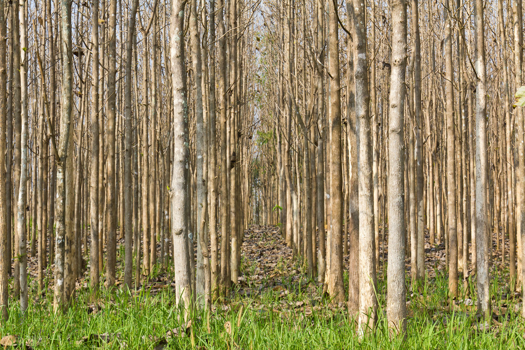 How to distinguish between Burmese teak and Indonesian teak? - iNEWS