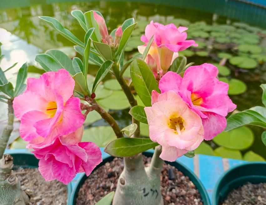 Desert roses do not bloom in summer, but in autumn, 4 "conditions" can