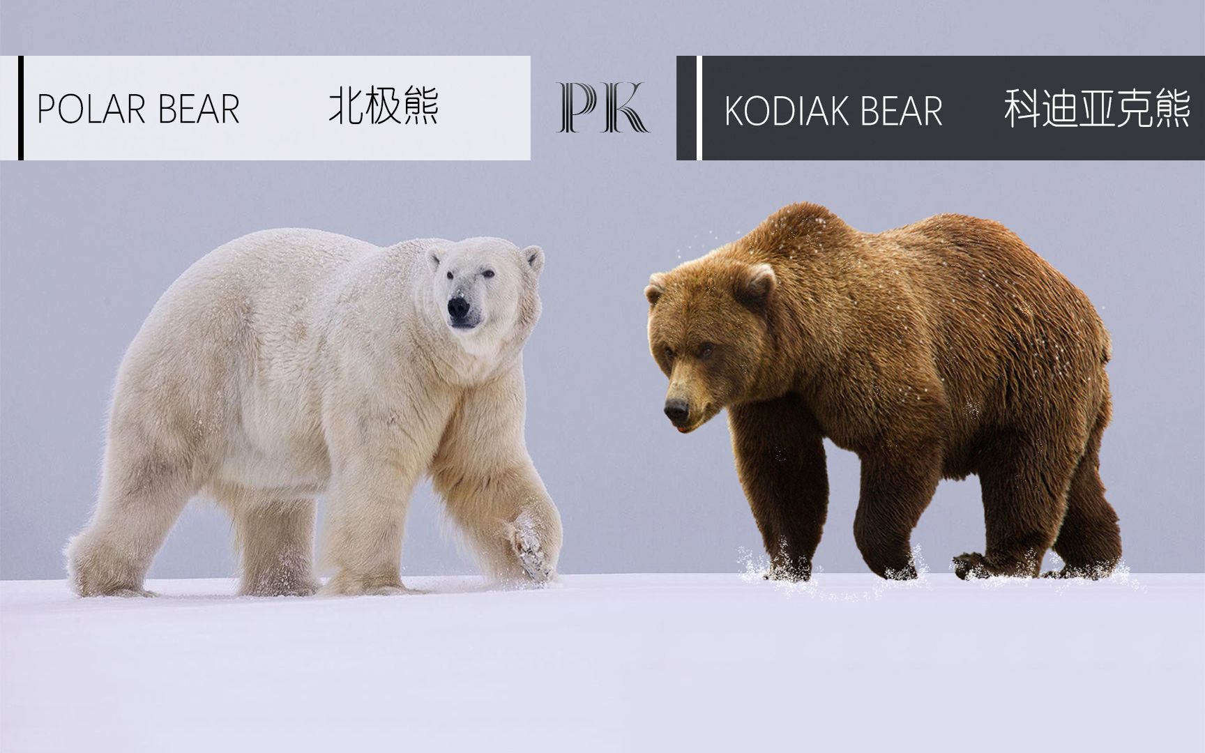 As the largest carnivore in existence, is the polar bear the "single