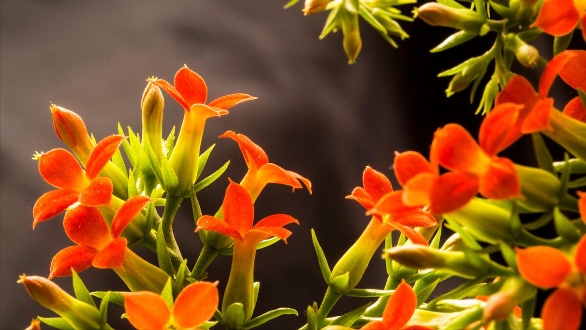Why can't we just use tap water to water the flowers? iNEWS