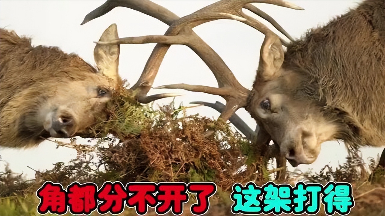 Deer antlers fall off naturally every year. Why do humans prefer to cut the antlers instead of