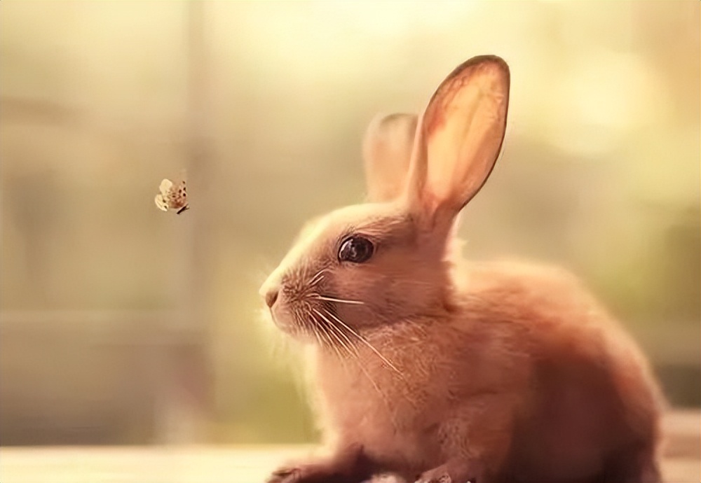 The rabbit died, does it mean "the rabbit died"? iNEWS