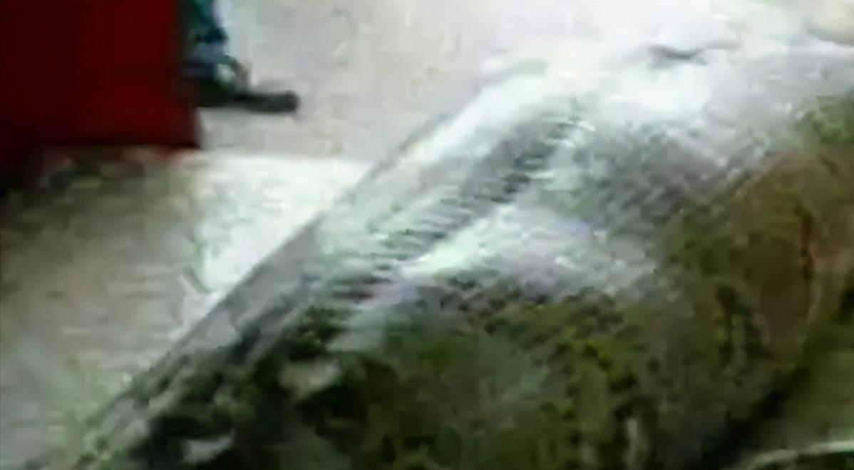 In 2017, a 7.6-meter python swallowed a 14-year-old boy. Why does the ...