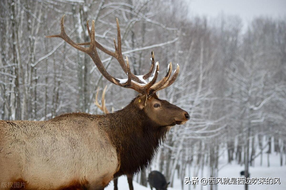 West Wind Whispers#All the beasts eat the titan python, the tiger king ...