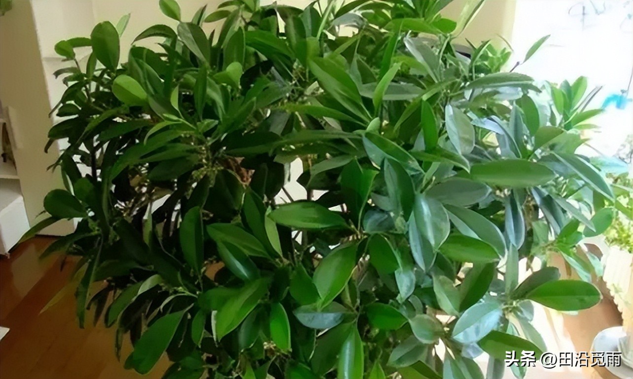 How many kinds of jasmine do you know? About the Jasmine family! iNEWS