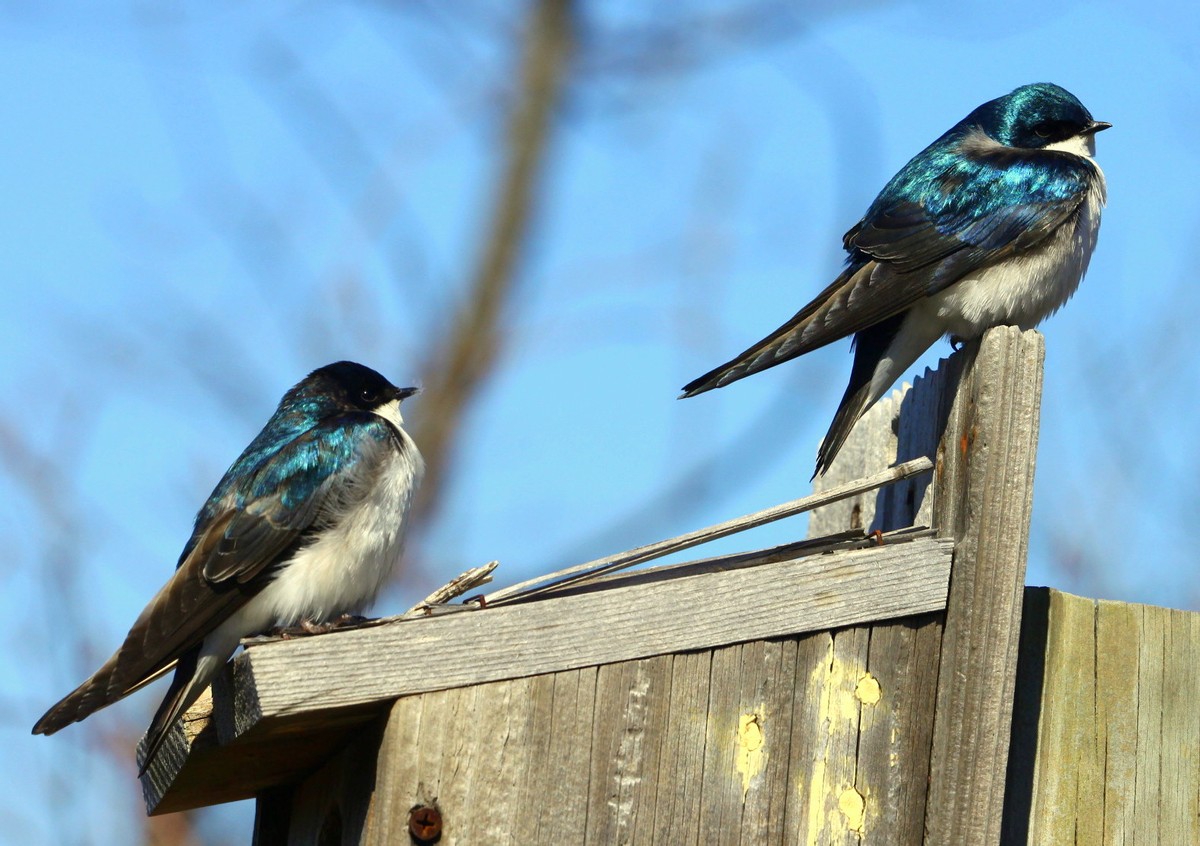 Why have there been fewer swallows in the past two years? Because they