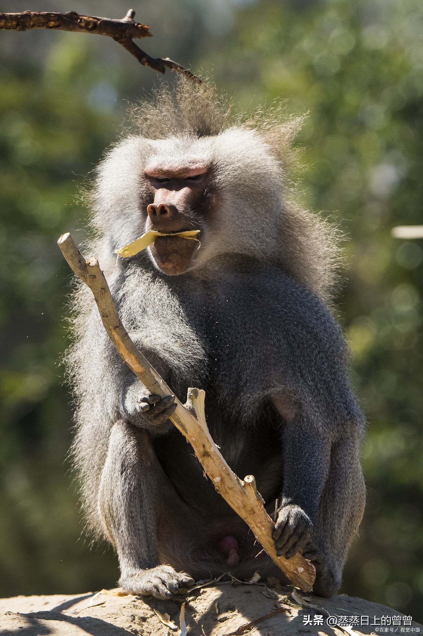 Big and small monkeys in the world: Baboons and tamarins, you really ...