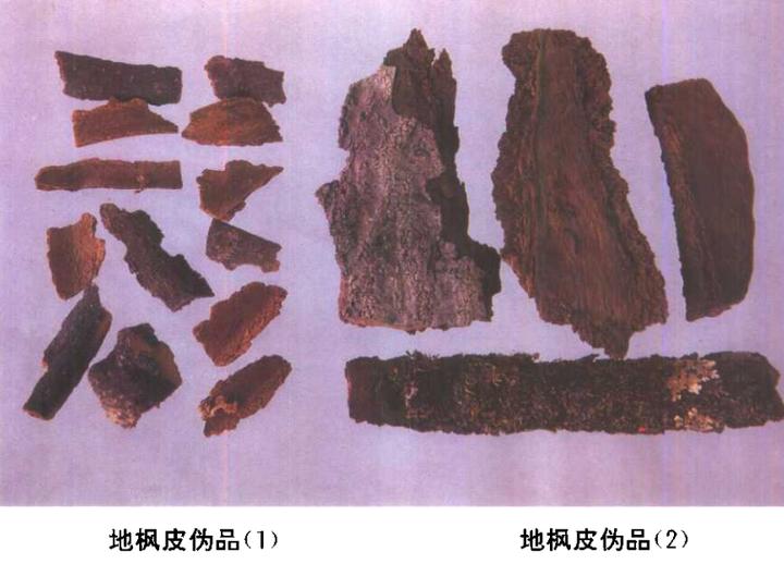 帶你識別地楓皮 - 資訊咖