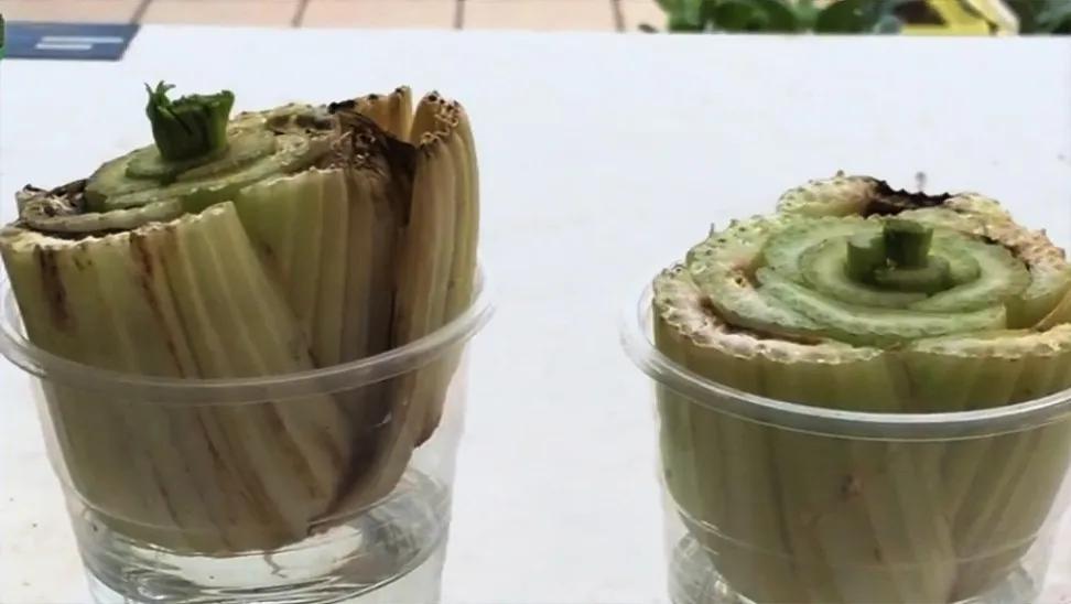 Before and after the frost, the tips for planting celery heads on the balcony burst into pots