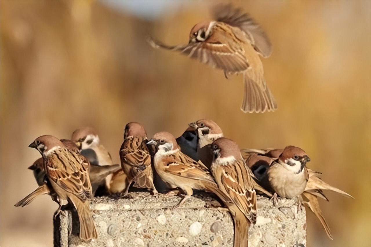 Can't feed the sparrow after catching it? The truth hidden behind the ...
