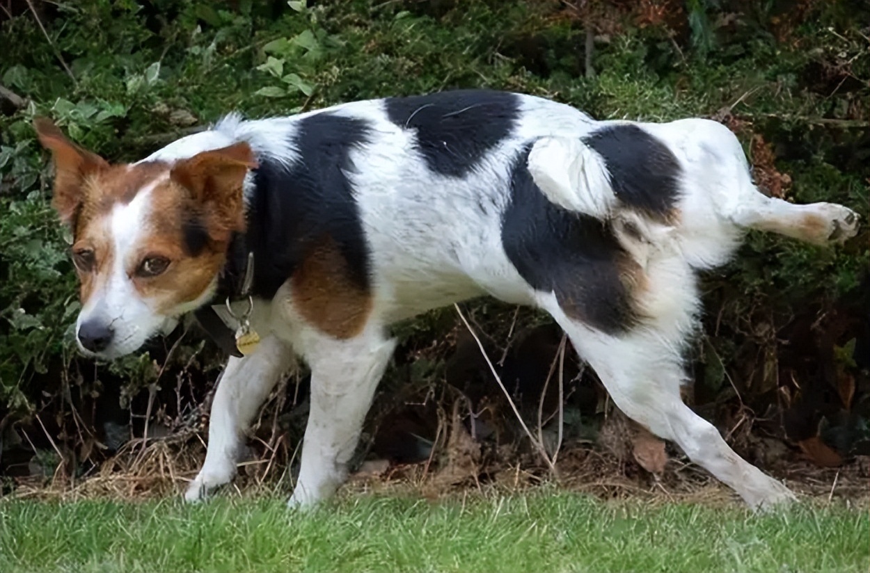 How old is a dog to be considered a senior dog?What physical changes do