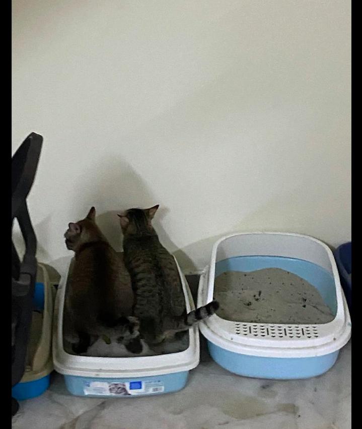 Two cats use the same litter box to go to the toilet at the same time