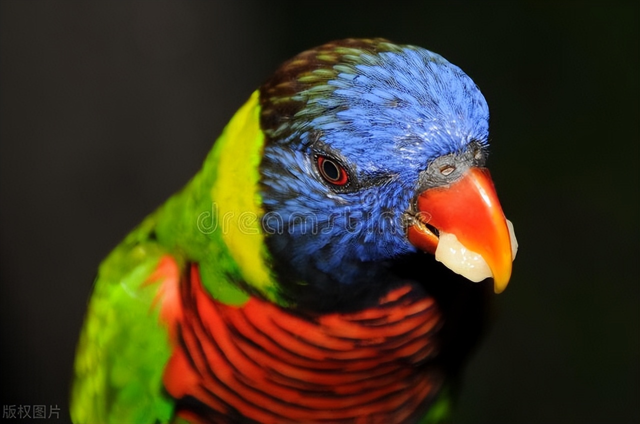 How to Trim a Caged Bird's Beak! iNEWS