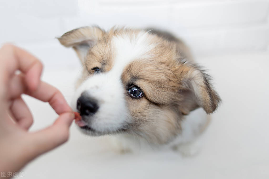 How soon can a dog take a bath after deworming iNEWS