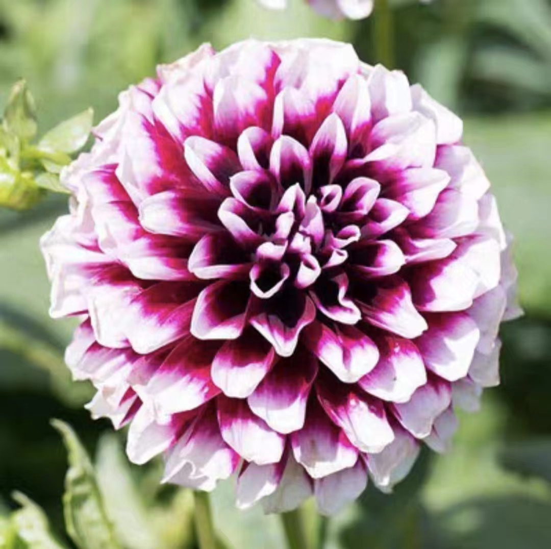 Dahlia maintenance tips iNEWS