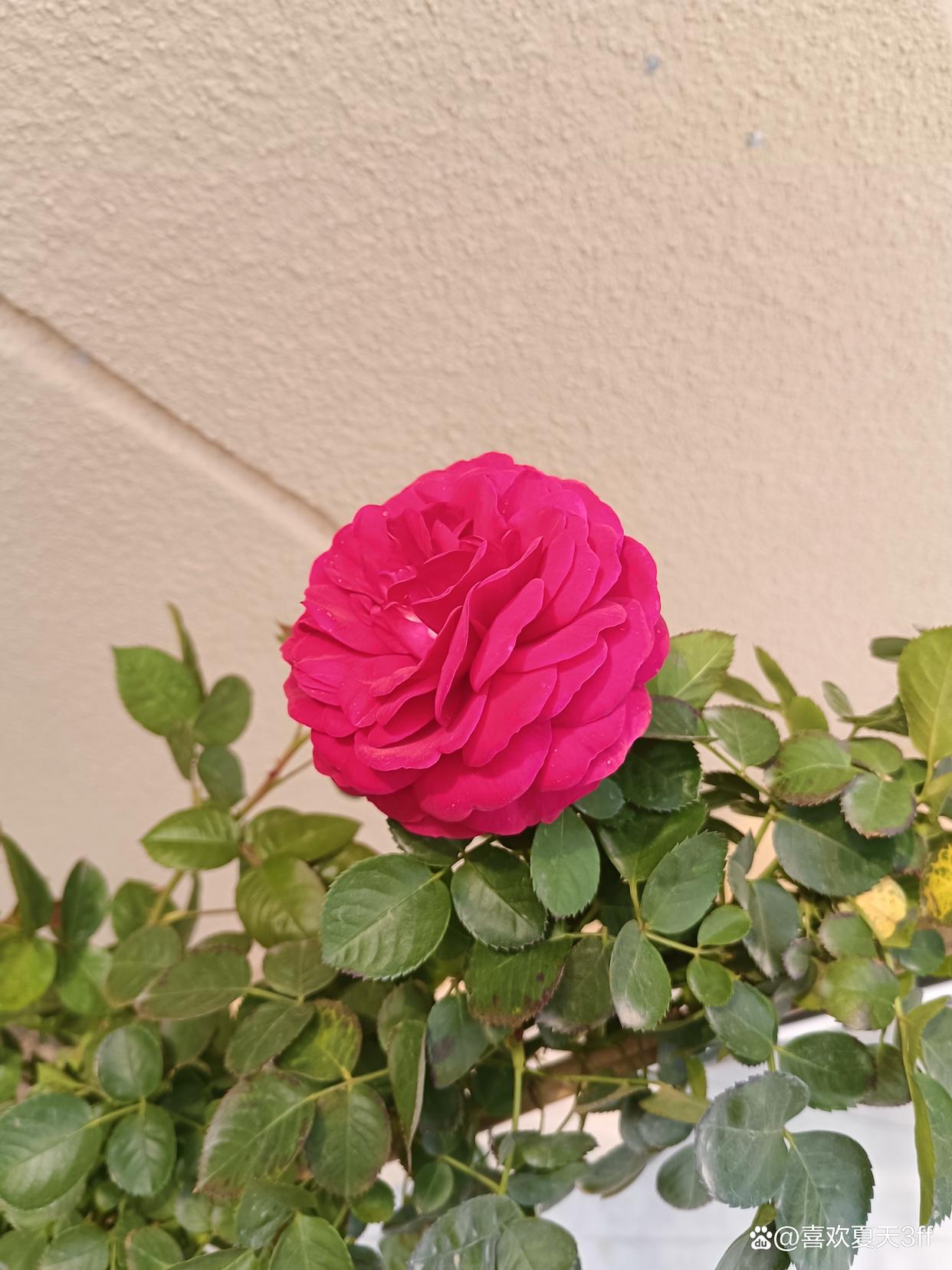 flowers that bloom in april iMedia