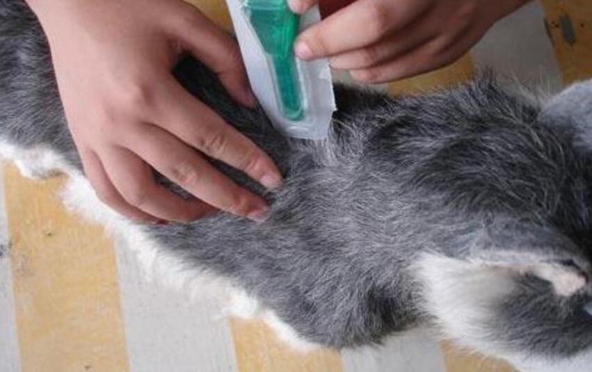 Pet World How to prevent dogs from shed hair?What is a good way to